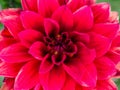 Beautiful red dahlia flower in a park. Top view Royalty Free Stock Photo
