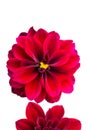 Beautiful red dahlia flower top view isolated on a white Royalty Free Stock Photo