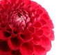 Beautiful red dahlia flower on white background, closeup view Royalty Free Stock Photo