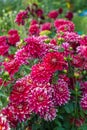 Beautiful red dahlia in the garden. Dahlia flowers