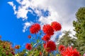 Beautiful red dahlias in the foreground and the sky and some clouds in the background.