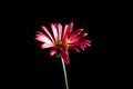 Beautiful red daisy flower on black background. Royalty Free Stock Photo