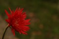 A beautiful red Daisy flower beside a river