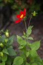 Beautiful red daisy in the garden. Vertical Royalty Free Stock Photo