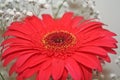 Flowers and colors, beautiful red daisy. Royalty Free Stock Photo