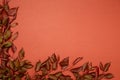 Beautiful red and dark brown foliage on orange background, flat lay