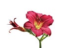 Beautiful red daylily flower in the garden Royalty Free Stock Photo