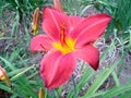 Beautiful red Daylily Hemerocallis flower blossoming in the garden Royalty Free Stock Photo