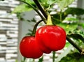 Beautiful red decorative chilies in the garden Royalty Free Stock Photo