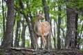 Beautiful red deer or red deer in a summer forest Royalty Free Stock Photo