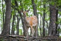 Beautiful red deer or red deer in a summer forest Royalty Free Stock Photo