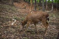 Beautiful red deer or red deer in a summer forest Royalty Free Stock Photo