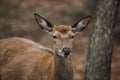 Beautiful red deer or red deer in a summer forest Royalty Free Stock Photo