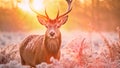 Beautiful red deer stag in frosty winter landscape at sunrise, Red Deer Cervus elaphus in Winter at Sunrise, AI Generated