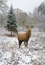 Beautiful red deer stag in snow covered festive season Winter forest landscape