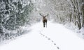 Beautiful red deer stag in snow covered festive season Winter forest landscape Royalty Free Stock Photo