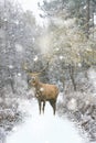 Beautiful red deer stag in snow covered festive season Winter forest landscape in heavy snow storm Royalty Free Stock Photo