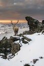 Beautiful red deer stag in snow covered mountain range festive s