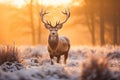 Beautiful red deer stag in winter landscape with hoarfrost,Fallow deer stag during rutting season at sunrise in winter, AI