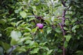 Single red delicious apple hanging on a tree