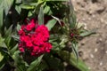 Beautiful red Dianthus flower Dianthus chinensis blooming in garden. Dianthus barbatus flower and buds on blurred background Royalty Free Stock Photo