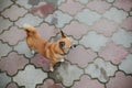 Beautiful red dog chihuahua stands on a tile