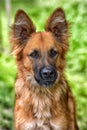 Beautiful red dog metis sheepdogs