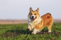 dog puppy Corgi runs fast on green grass in spring glade with green young grass funny sticking out his tongue and