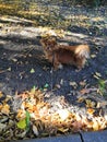 Beautiful red dog walking in autumn Royalty Free Stock Photo