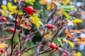 Beautiful red dogrose fruits with leaves at autumn. Natural background Royalty Free Stock Photo