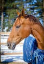 Beautiful red don mare horse Royalty Free Stock Photo