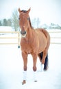 Beautiful red don mare horse on paddock in winter Royalty Free Stock Photo