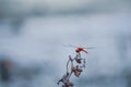 Beautiful red dragonfly on the dry bark of plant with blur background