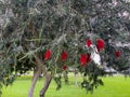 Beautiful Red Drooping Flowers of a Weeping Bottlebrush Tree Royalty Free Stock Photo