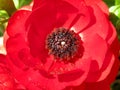 Beautiful red dwarf rose