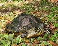 Beautiful red-eared slider turtle resting on a solid, earthy surface