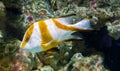 Beautiful red emperor snapper with white skin and brown bands, a beautiful tropical aquarium pet from the west pacific ocean