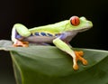 Beautiful red eyed green tree frog, costa rica Royalty Free Stock Photo