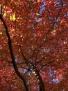 Beautiful Red Fall Foliage Tree in October in Autumn Royalty Free Stock Photo