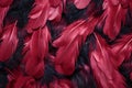 Beautiful red feathers as background, closeup, Red bird feathers texture