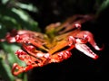 Beautiful red fern leaf in a rainforest, the image in selective focus isolated on dark background. Royalty Free Stock Photo