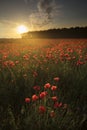 Beautiful red field landscape full of opium poppy during sunrise