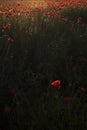 Beautiful red field landscape full of opium poppy during sunrise
