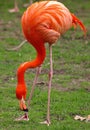 Closeup of a red flamingo bird Royalty Free Stock Photo