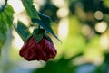 Beautiful red flower of Abutilon Nabob Royalty Free Stock Photo