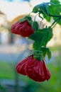 Beautiful red flower of Abutilon Nabob, Chinese lantern Royalty Free Stock Photo