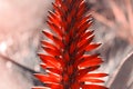 Red flower aloe with a soft focus of summer morning in the grass in the sunlight close-up macro. Blurred brown backgro