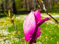 Beautiful red flower