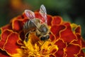 Beautiful red flower with bee in the summer garden