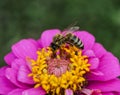 Beautiful red flower with bee in the summer garden